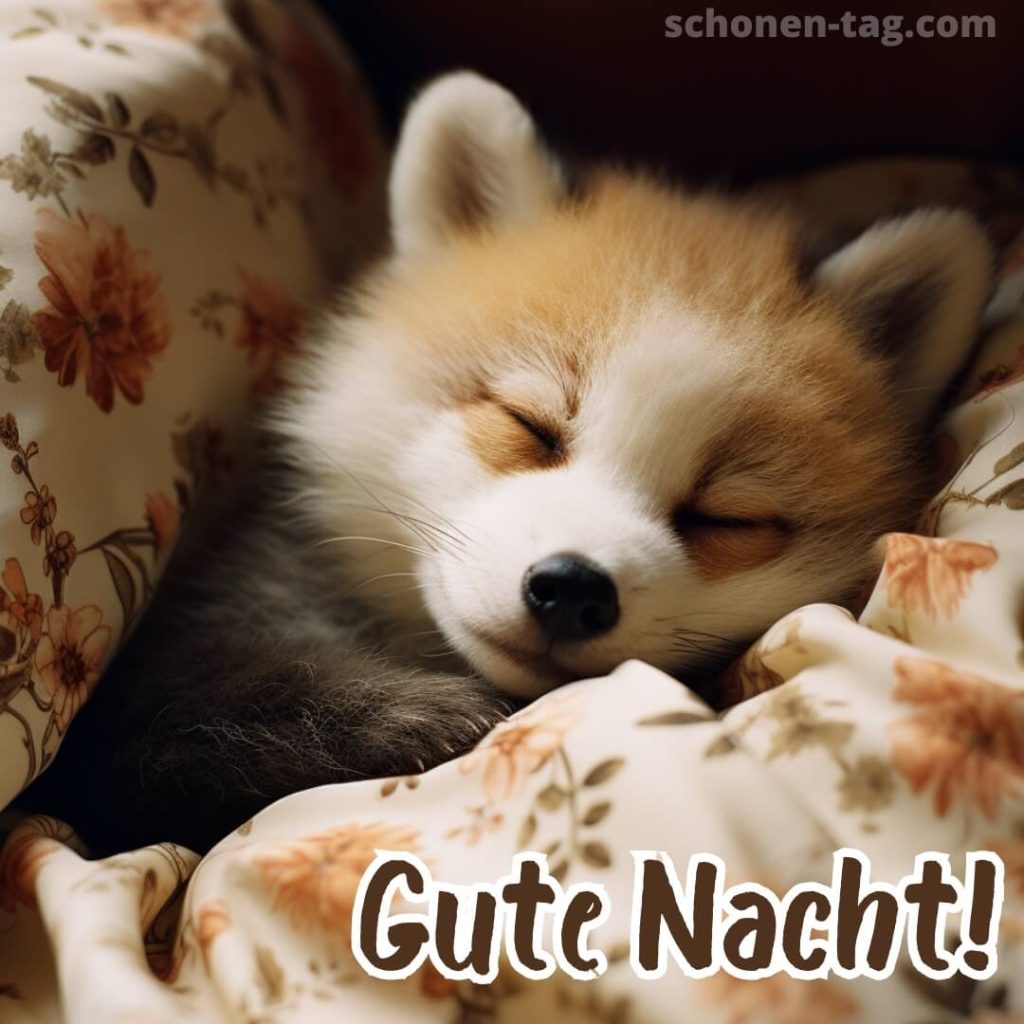 Gute nacht bild Fuchs kostenlos