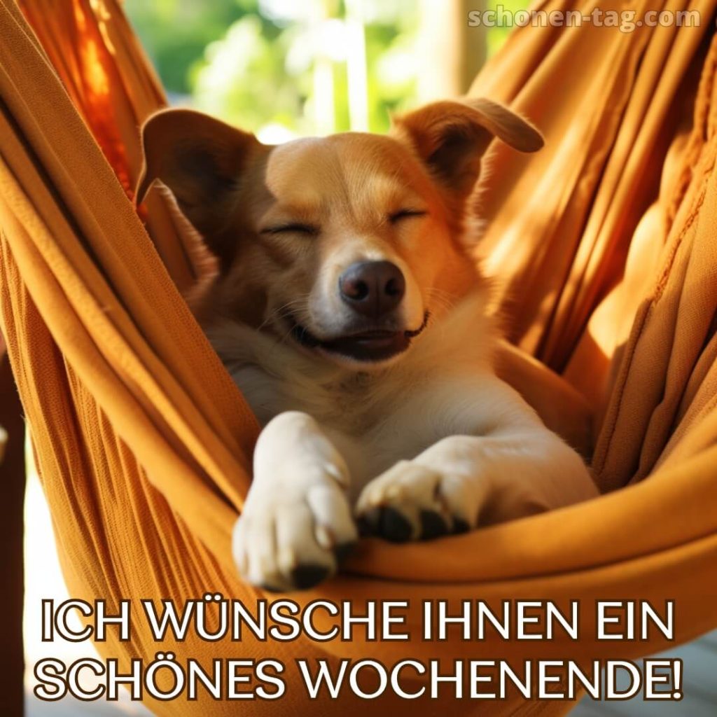 Wochenende lustig bild Hund in einer Hängematte kostenlos