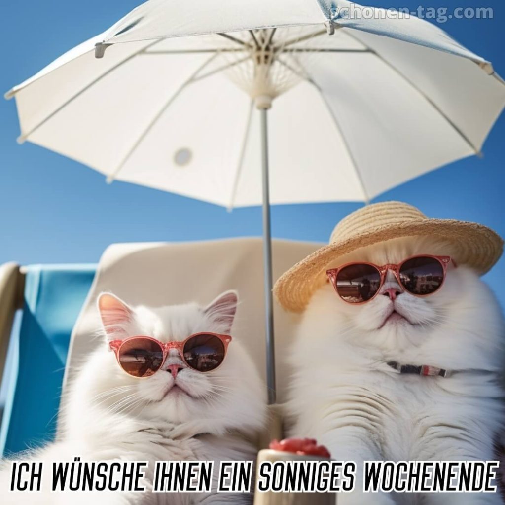Wochenende lustig bild Katzen mit Brille kostenlos