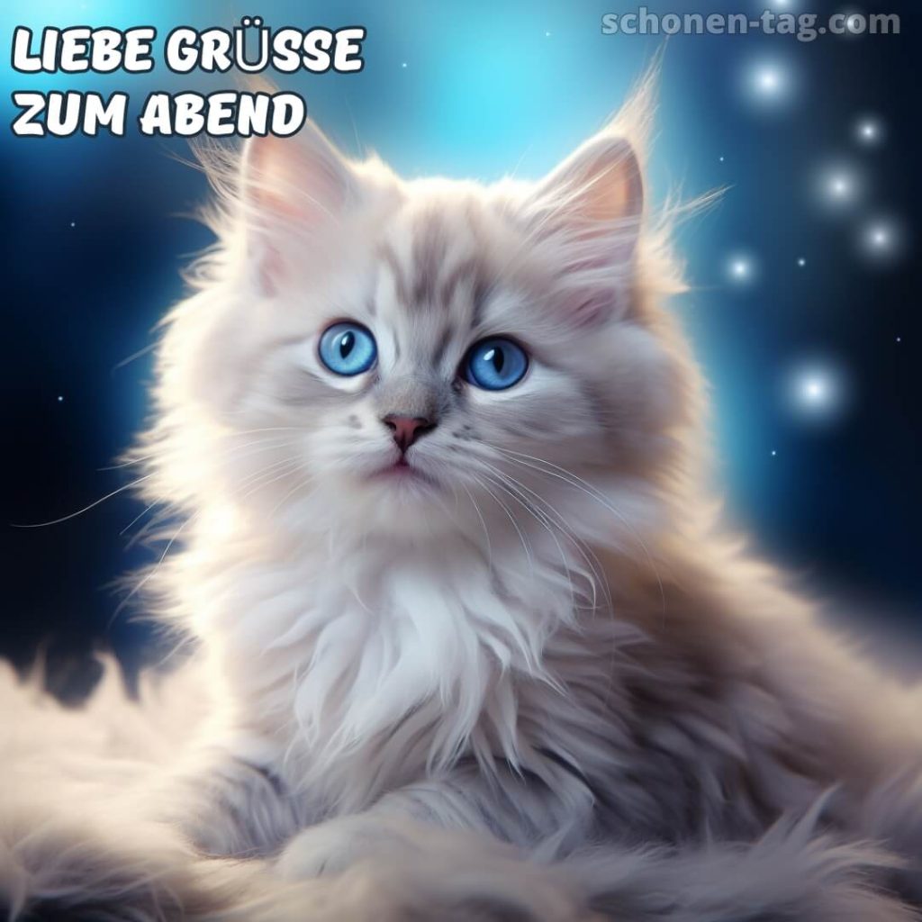Liebe grüße zum abend bild Katze mit blauen Augen kostenlos